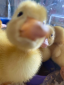 Pre-Prep Delight | The Ducklings Are Here!