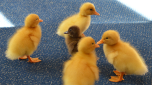 Ducklings in Pre-Prep