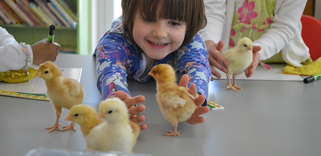 Pre-Prep Chicks