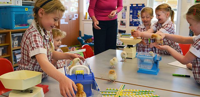 Spring chicks in Pre-Prep