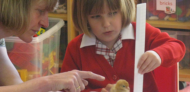 Chicks in Pre-Prep